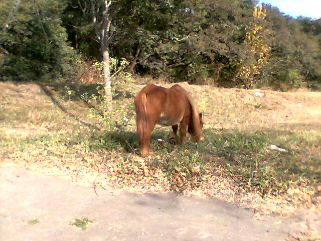 mascotadelequipo.jpg